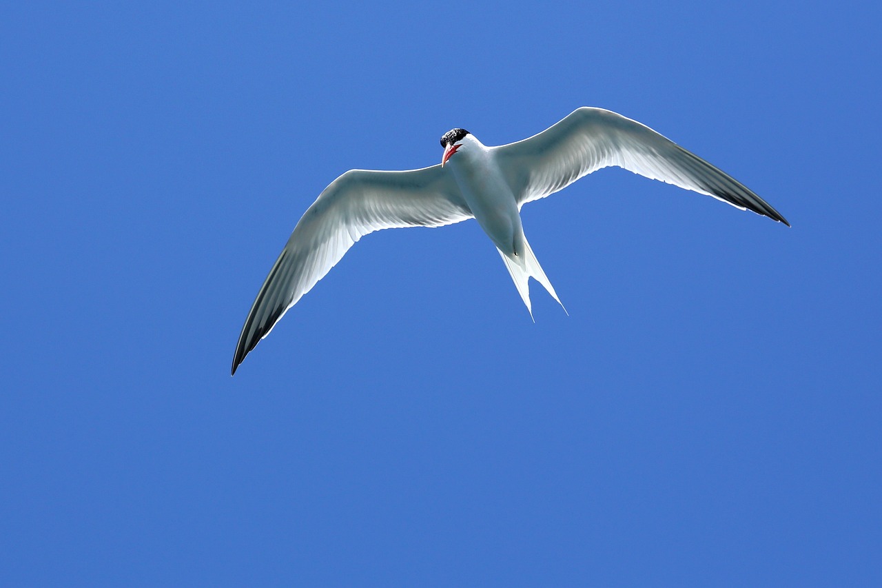 seagull seagull in flight flying seagull free photo