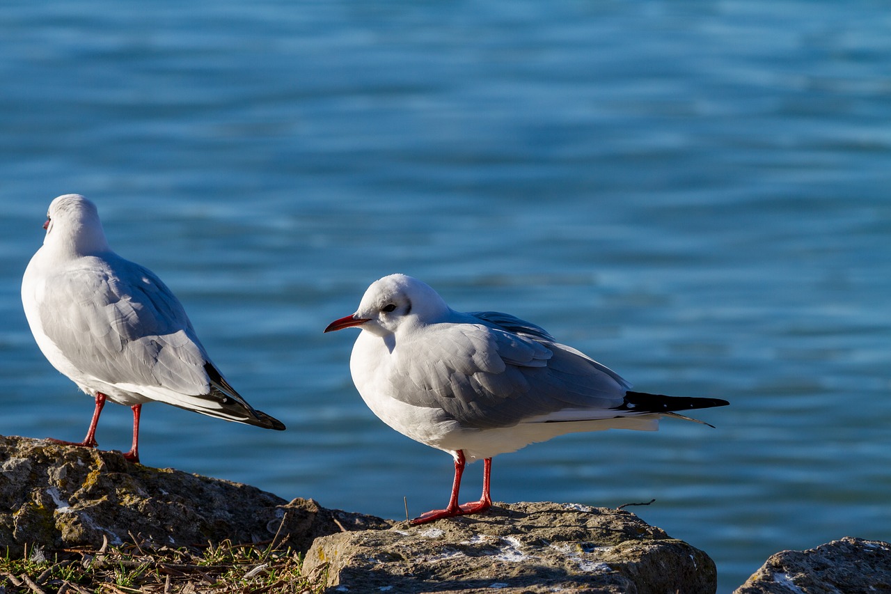 seagull bird animal world free photo