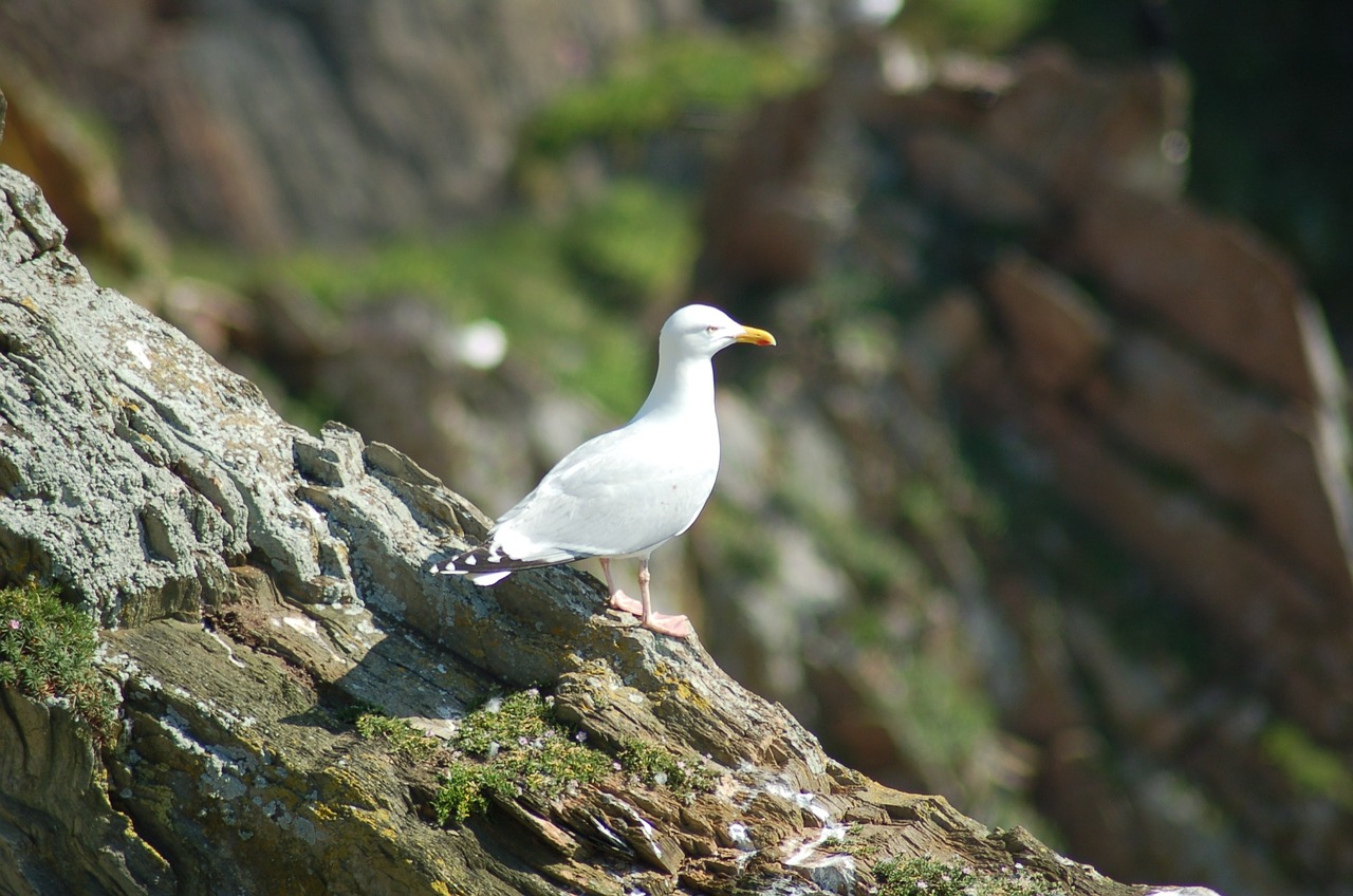 seagull bird animal free photo