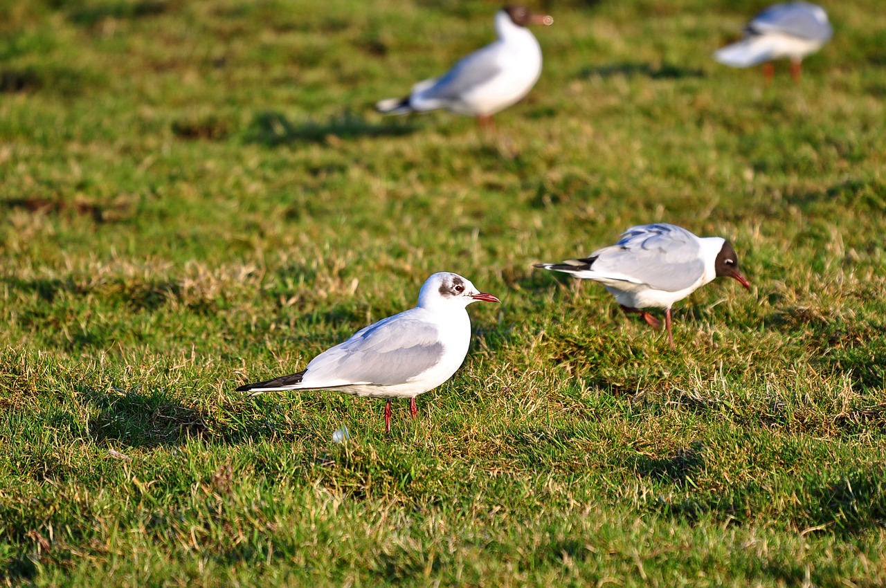 seagull gull seabird free photo