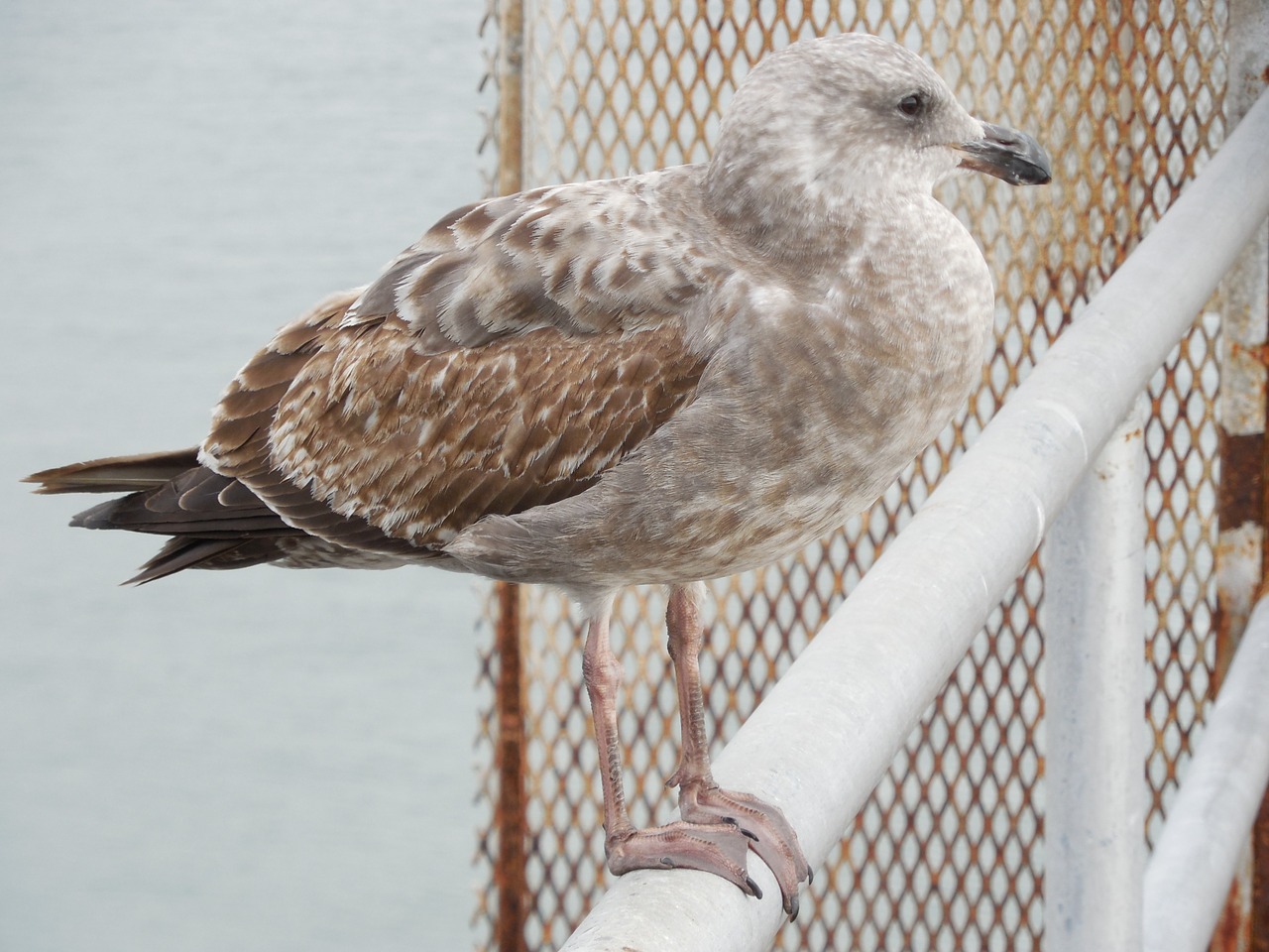 seagull gull rail free photo