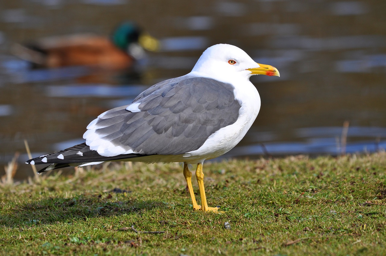 seagull gull bird free photo