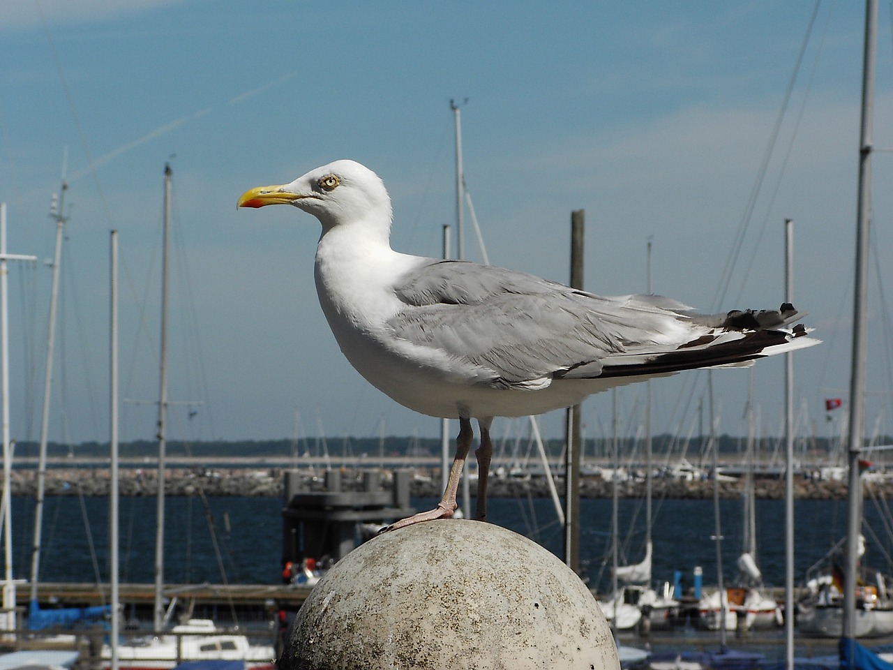 seagull bird maritime free photo