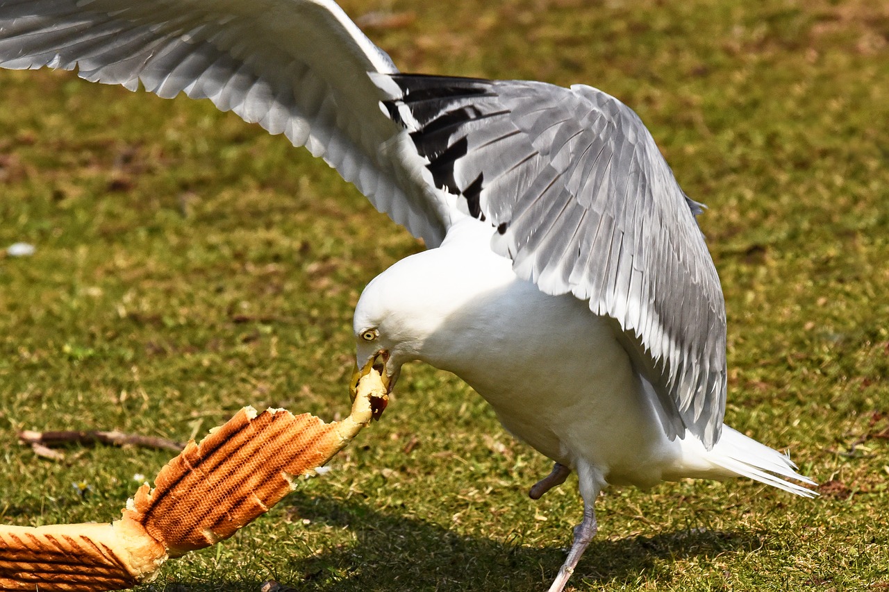 seagull gull bird free photo