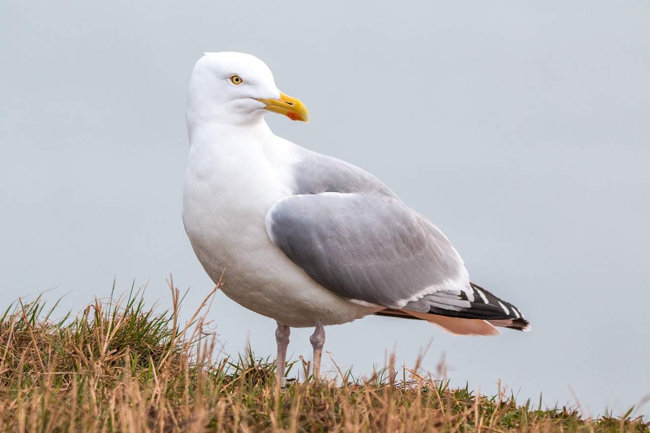 seagull nature bird free photo