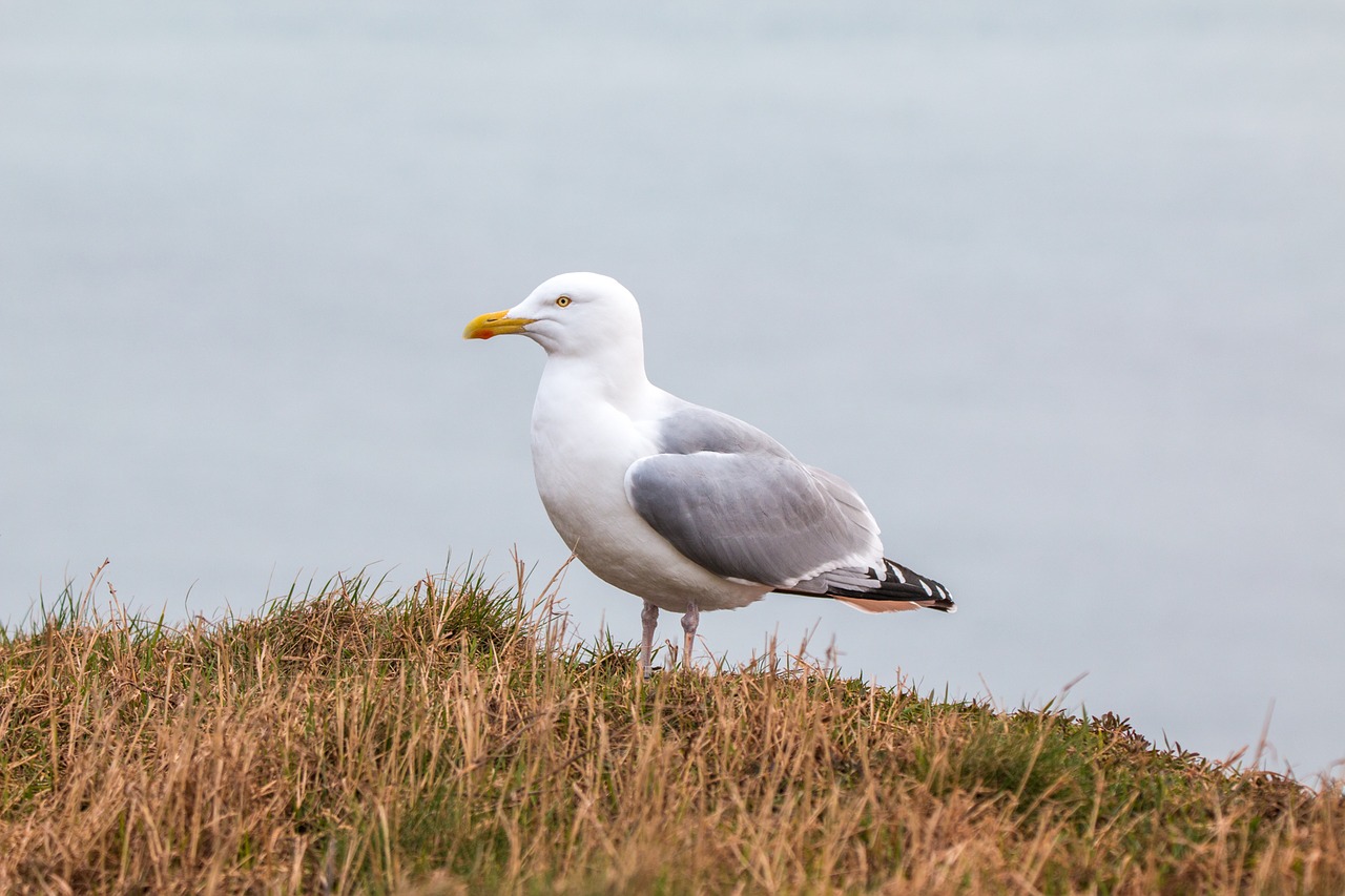 seagull nature bird free photo