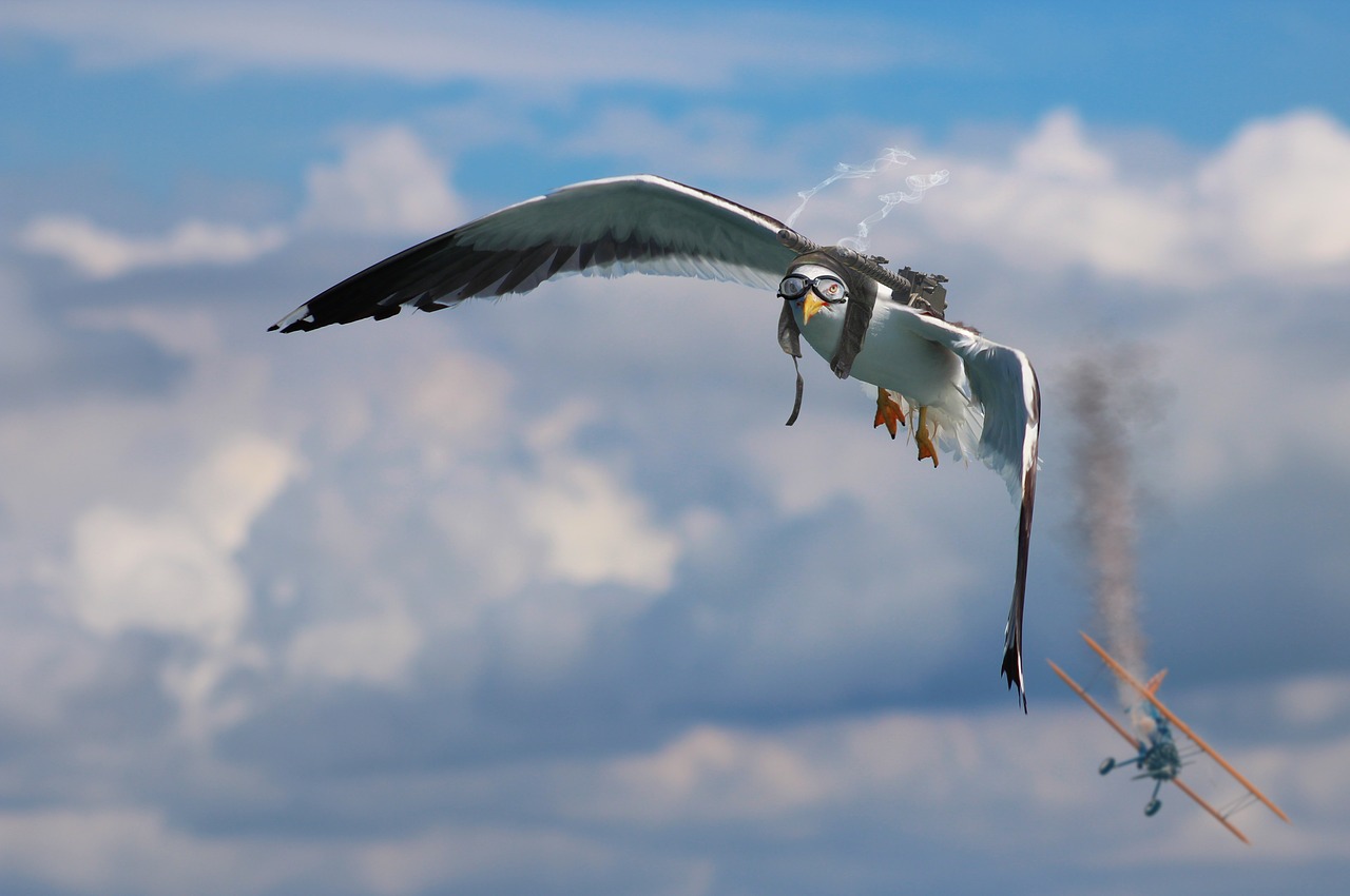 seagull double decker air combat free photo