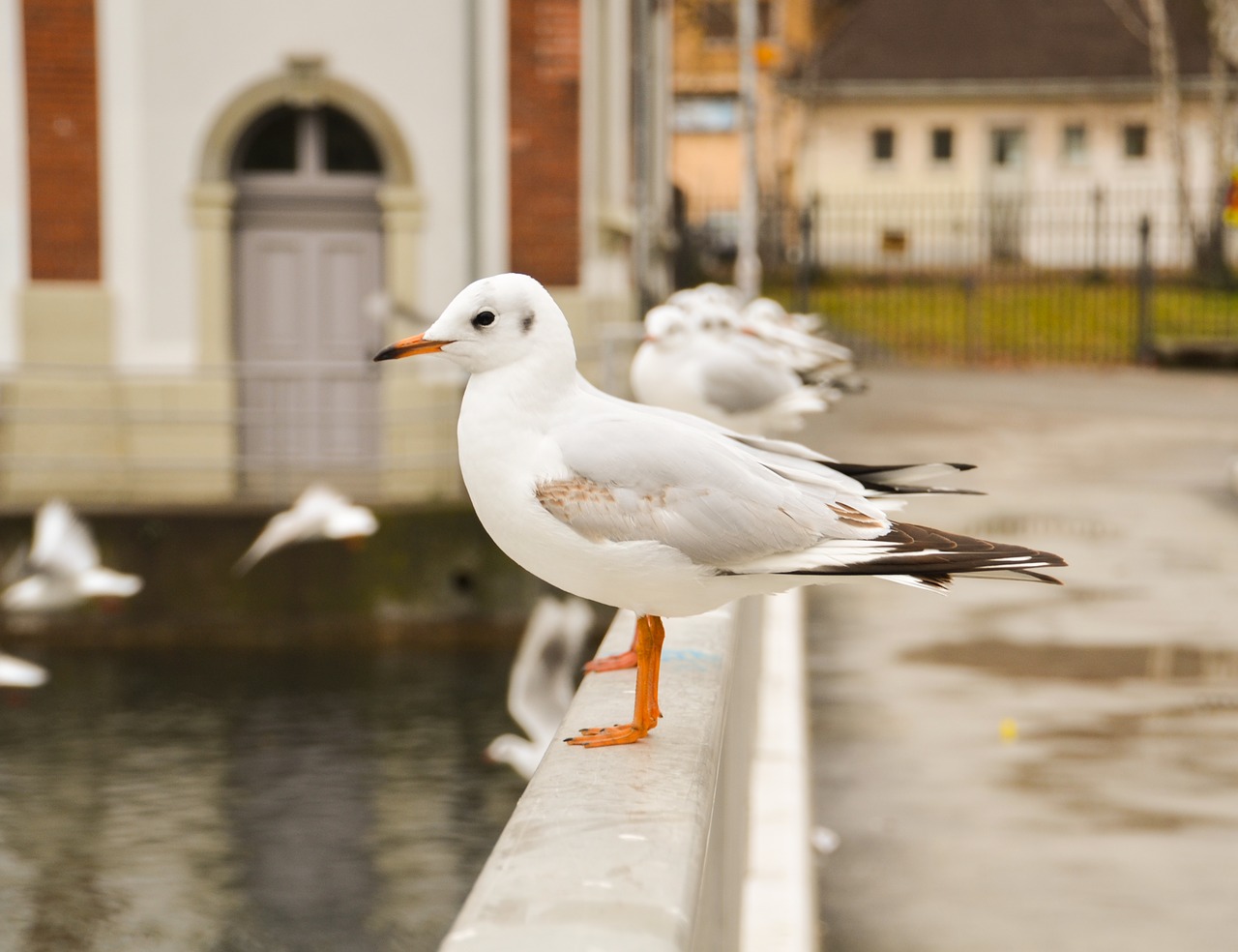 seagull seagulls char bird free photo