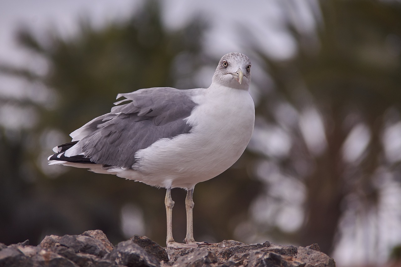 seagull bird animal world free photo