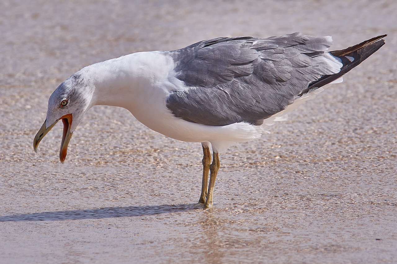 seagull bird sea free photo