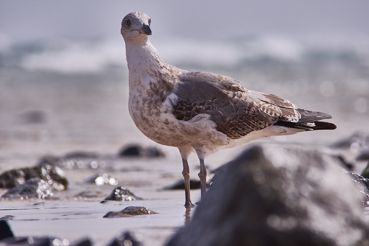 seagull bird sea free photo