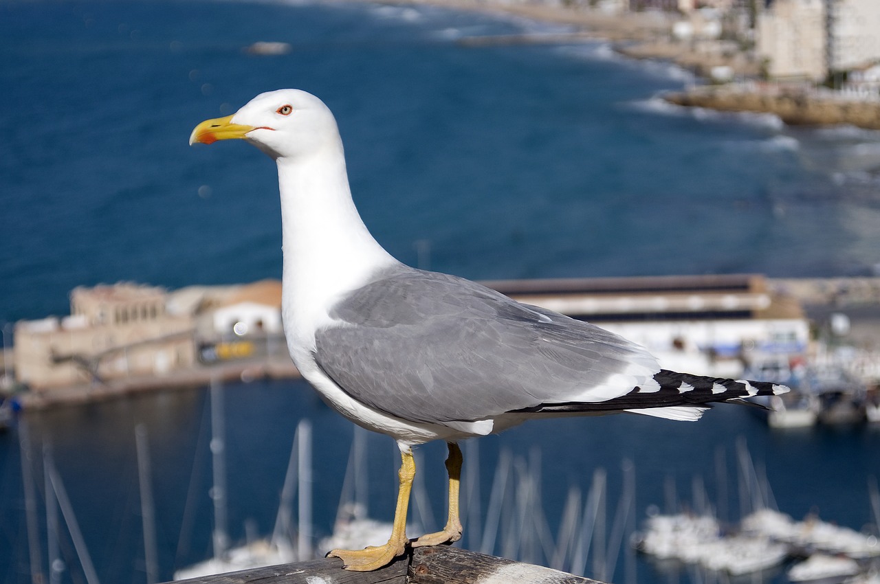 seagull  gull  water free photo