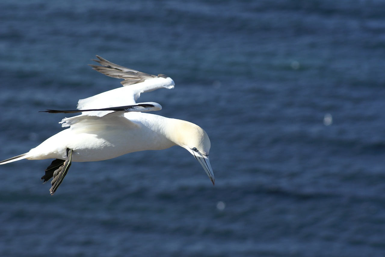 seagull fly coast free photo