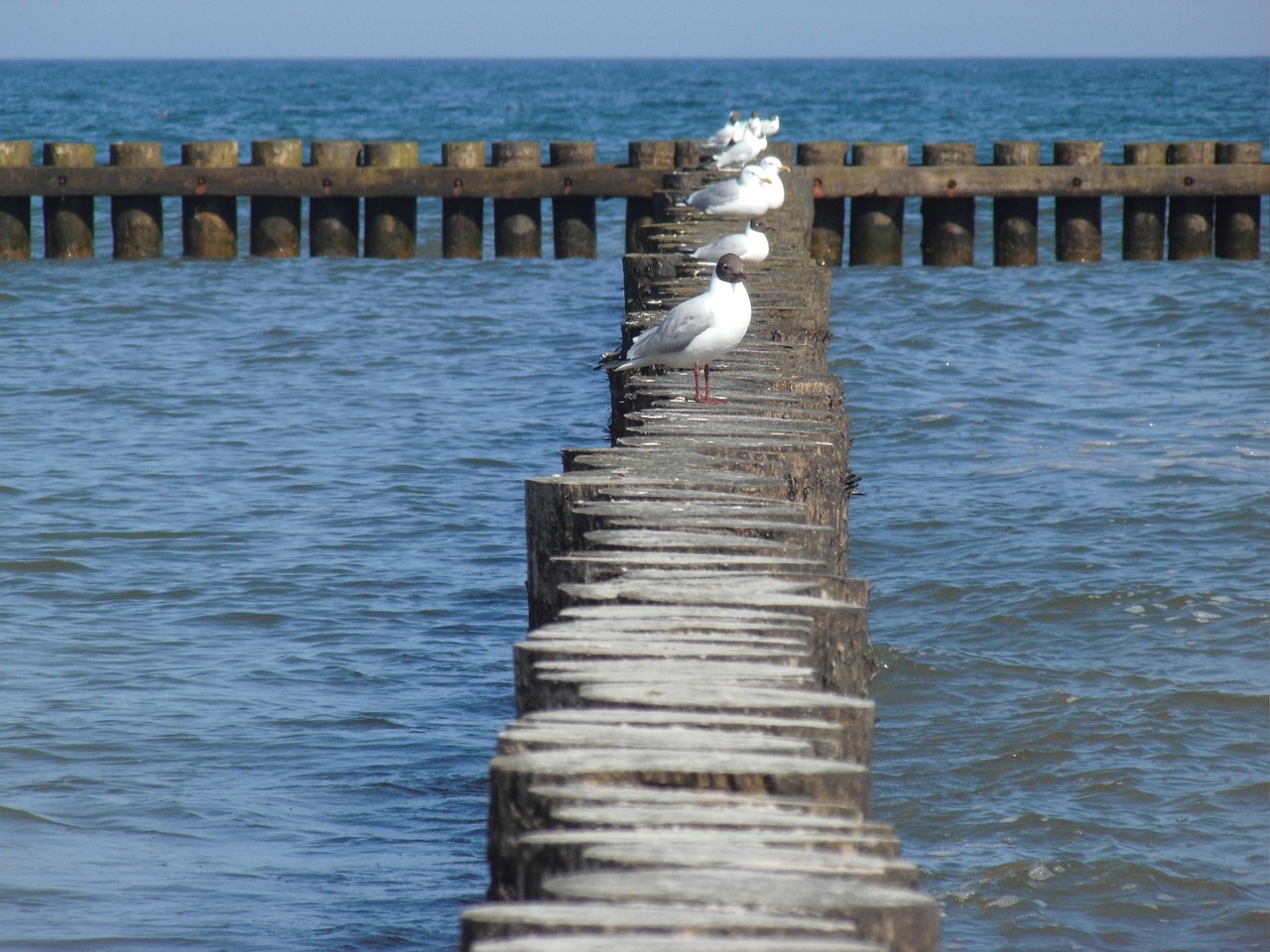 seagull breakwater baltic sea free photo