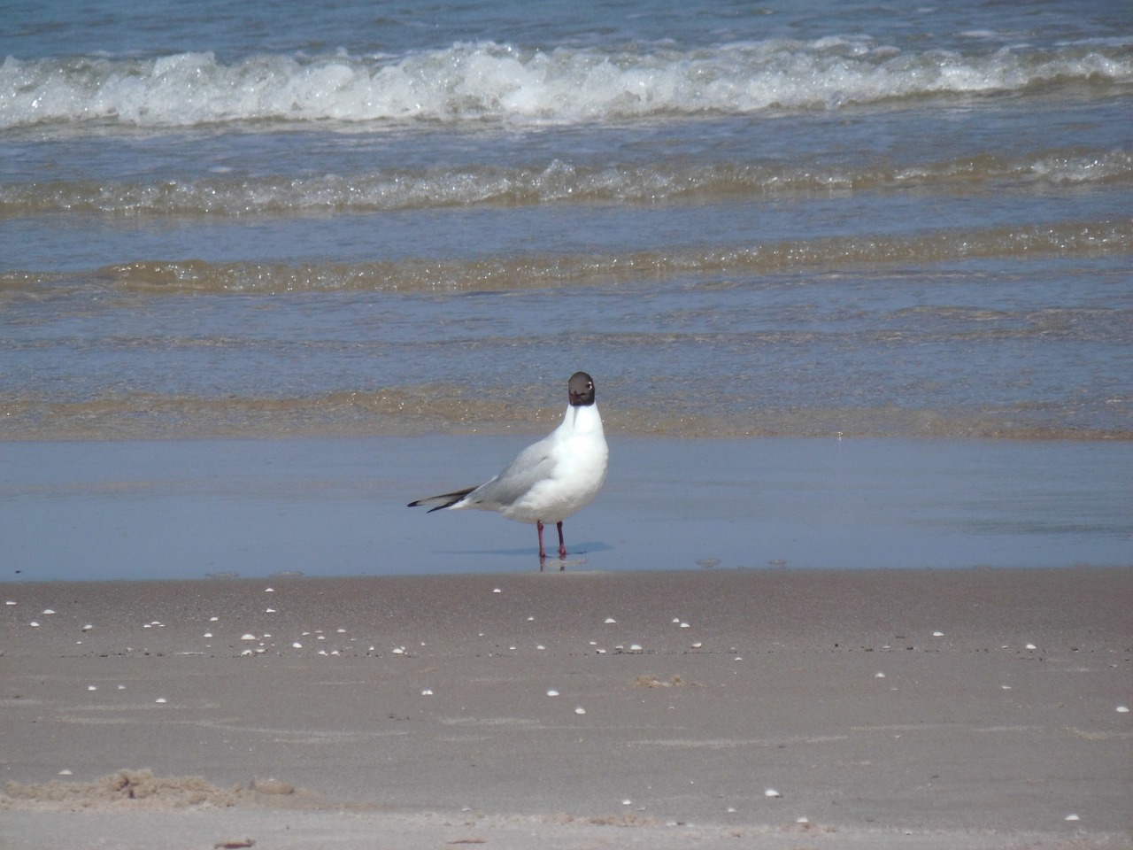 seagull beach wave free photo