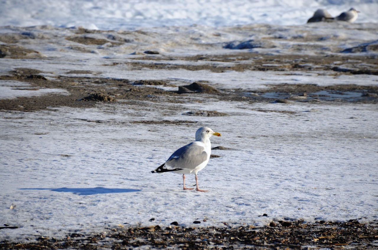 seagull baltic sea winter free photo