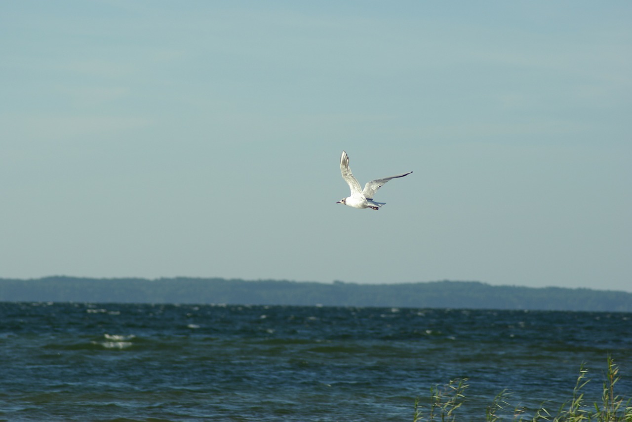 seagull bird sky free photo