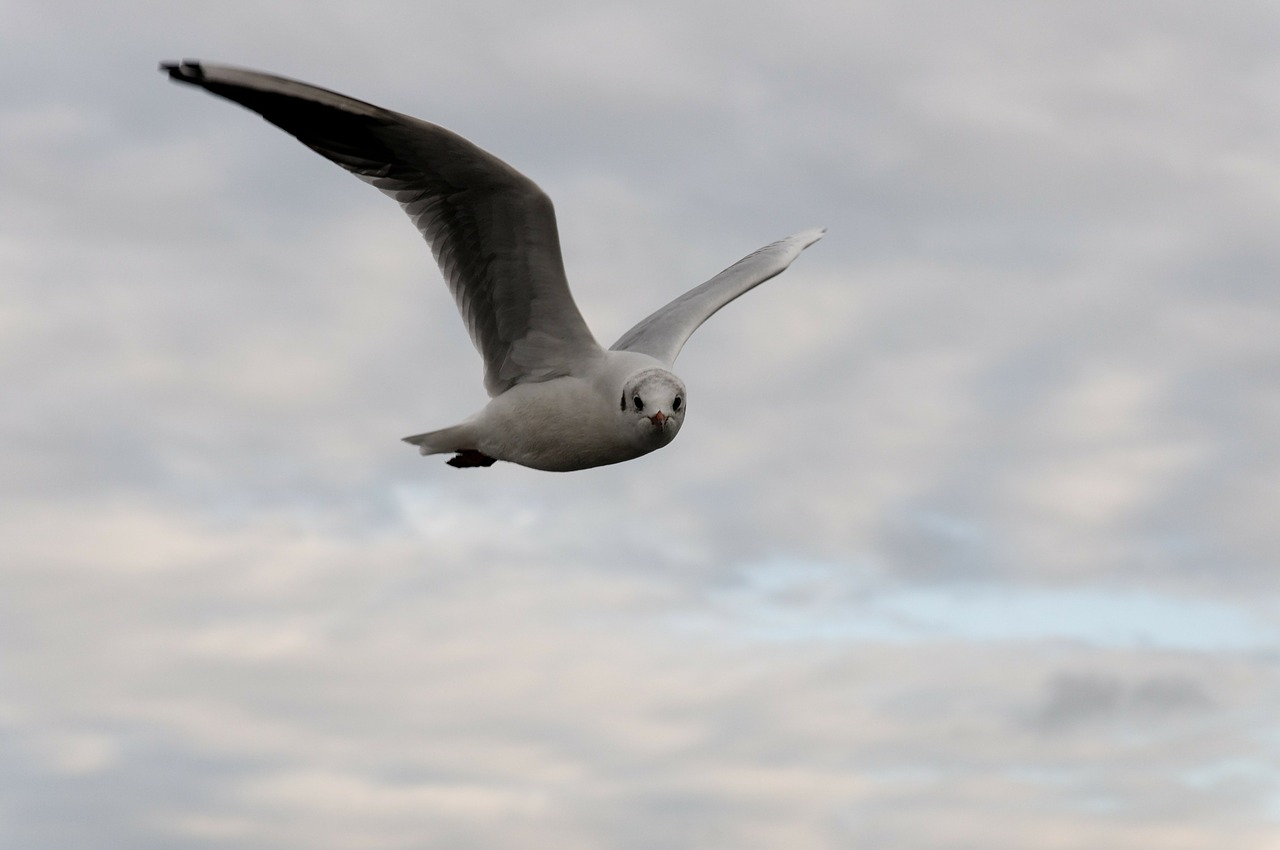 seagull bird flight free photo