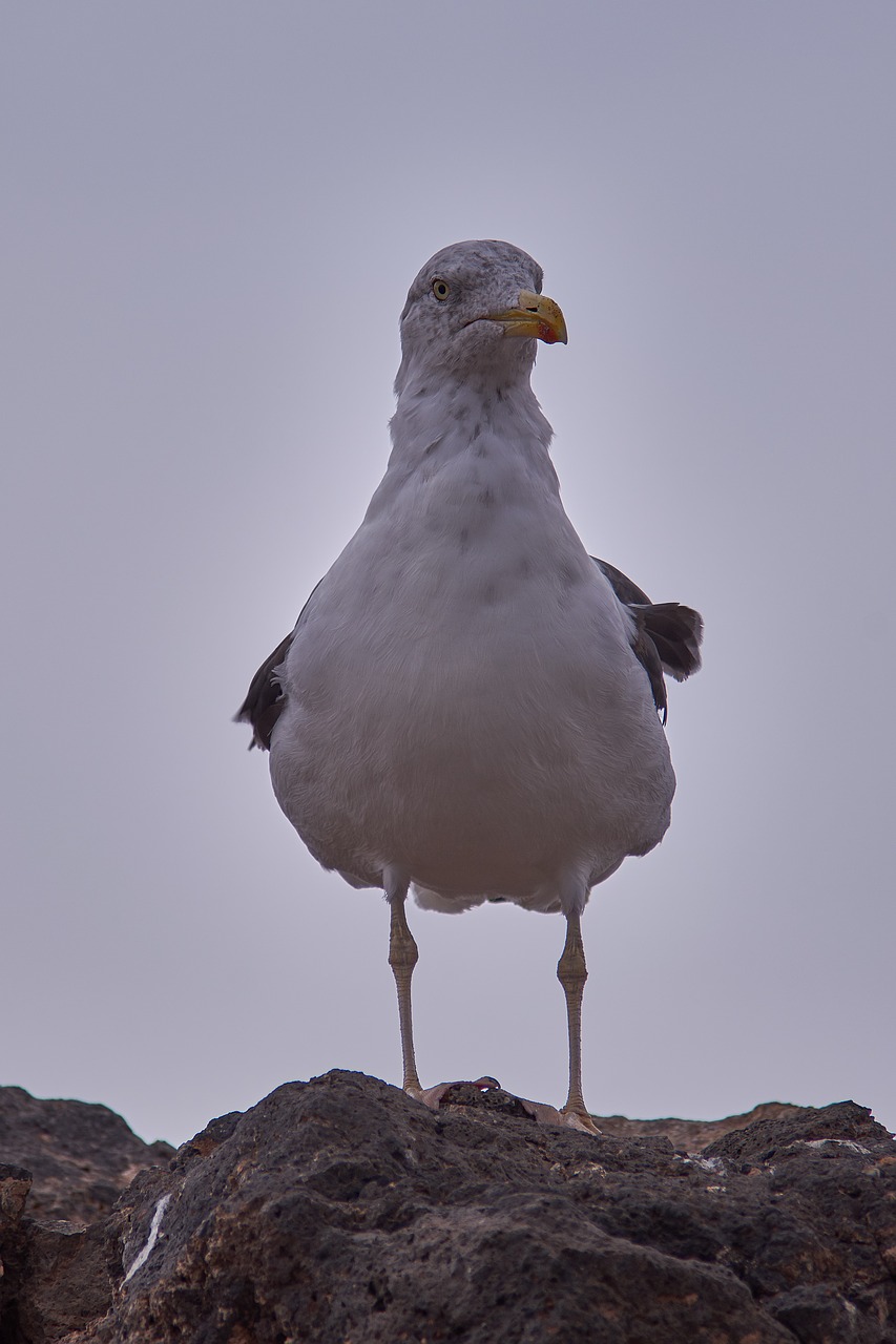 seagull  bird  animal world free photo