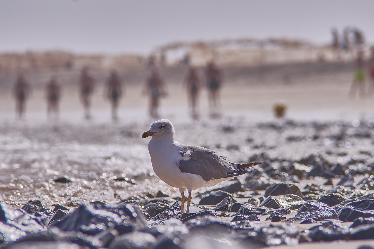 seagull  sea  beach free photo