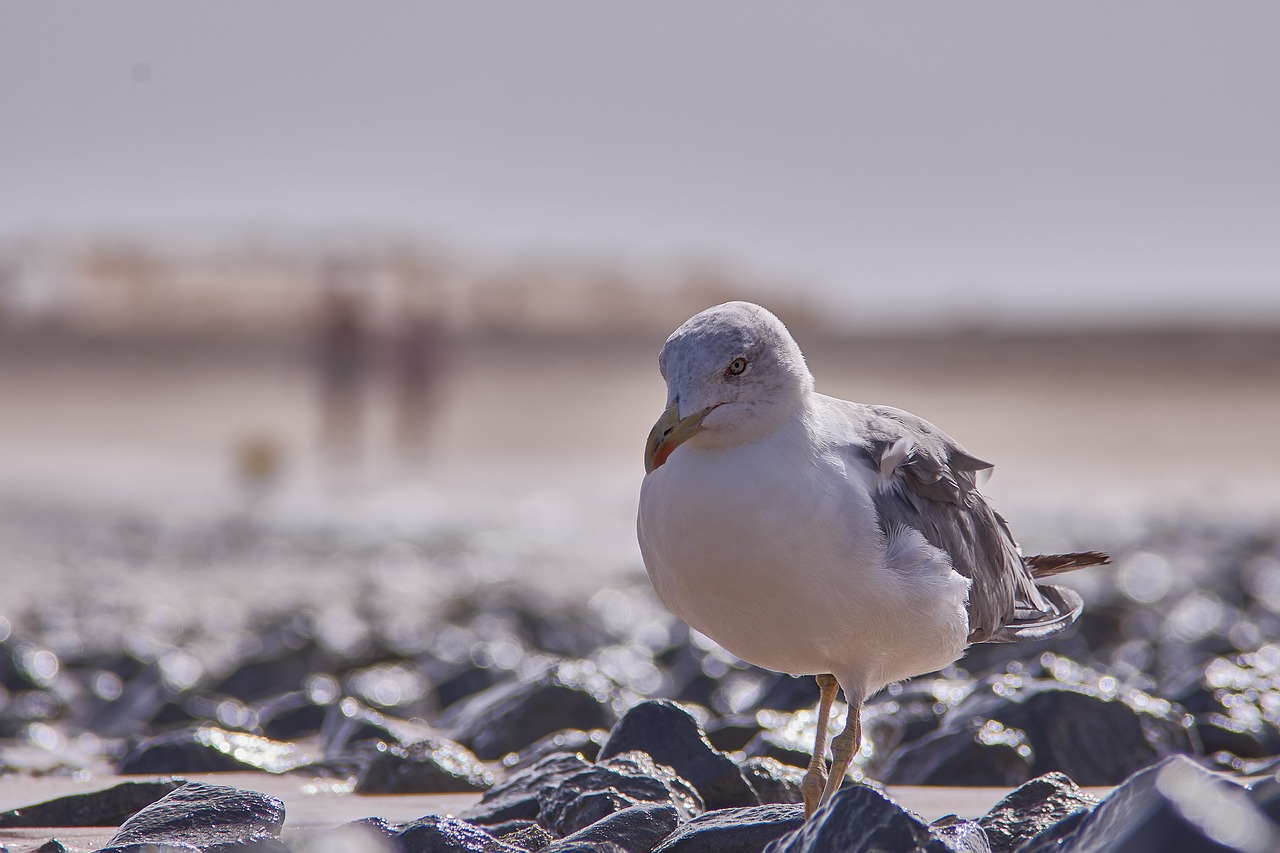 seagull  sea  beach free photo