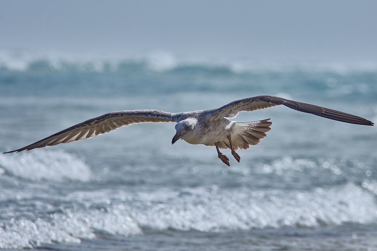 seagull  flying  sea free photo