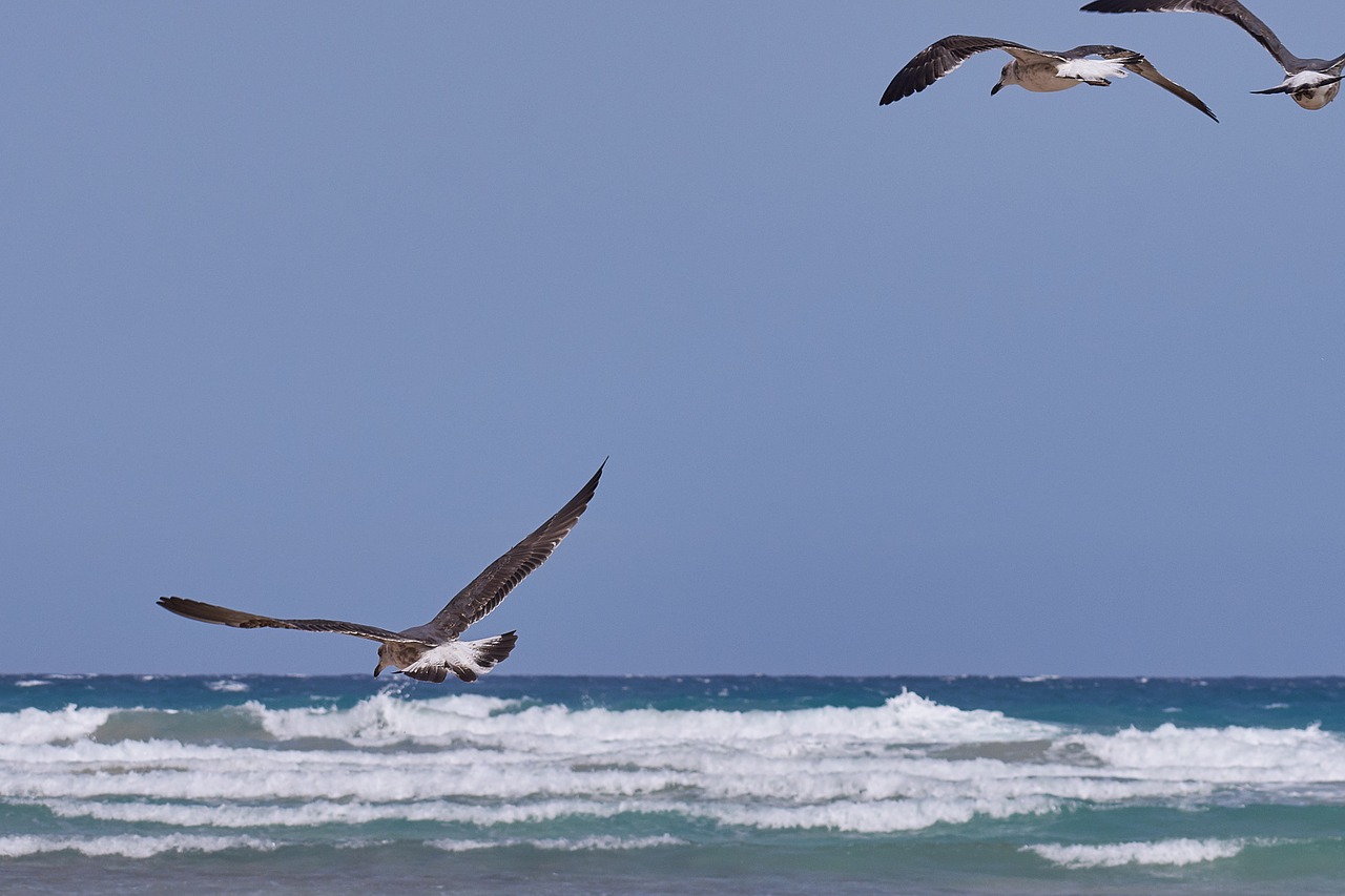 seagull  flying  sea free photo