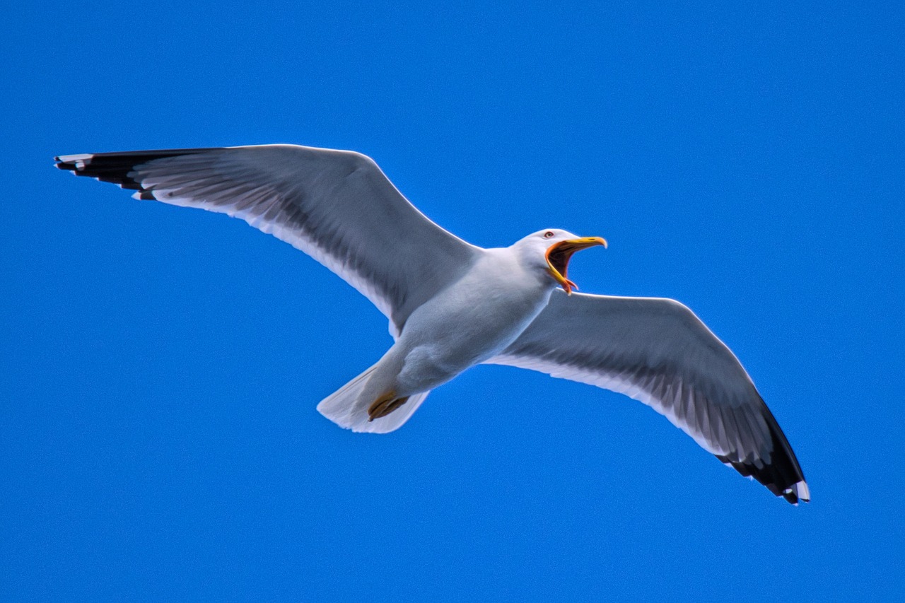 seagull  bird free pictures free photo