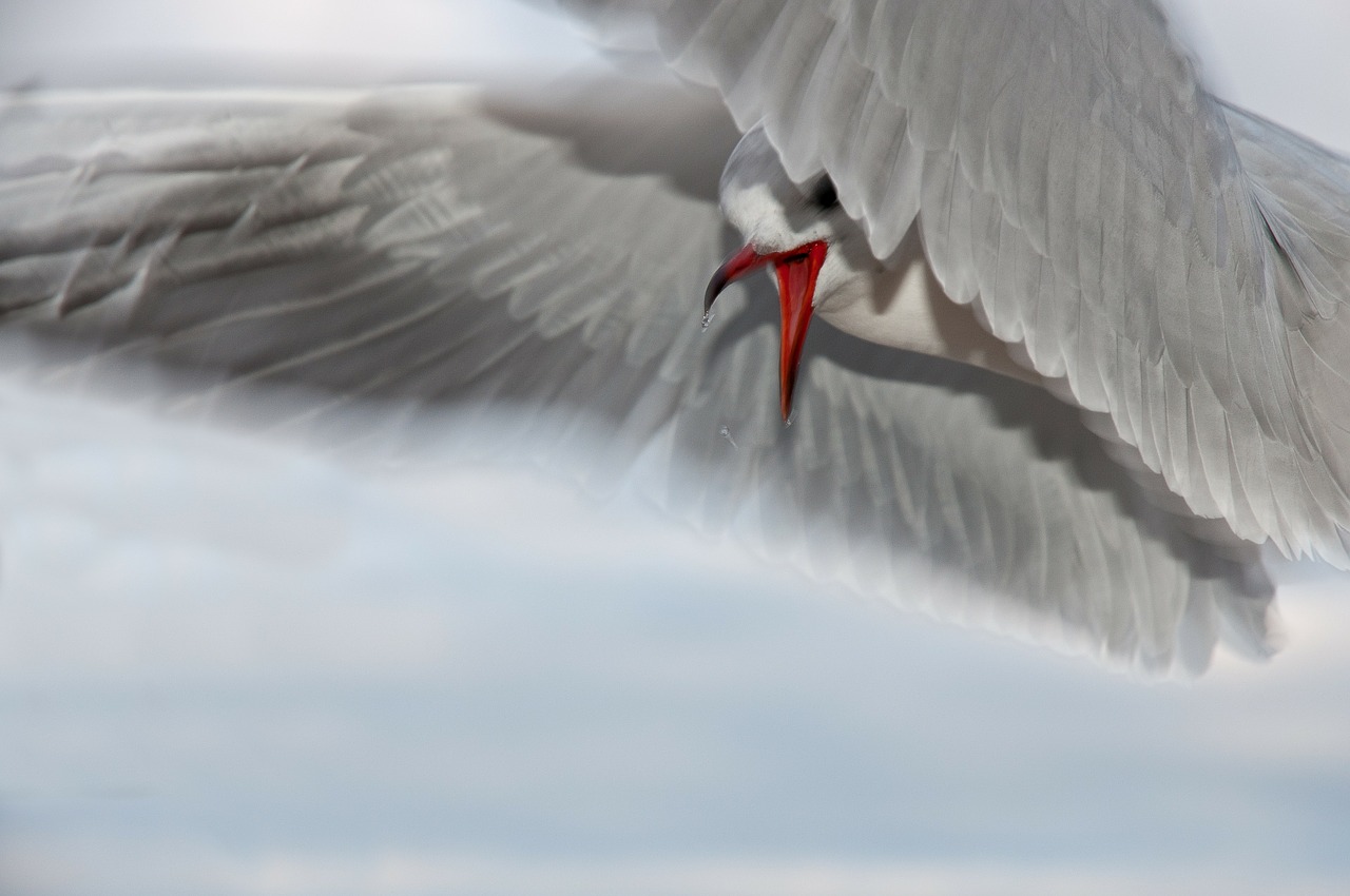 seagull bird close free photo