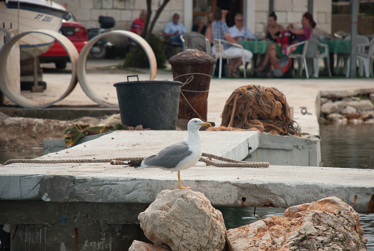 seagull  summer  sea free photo