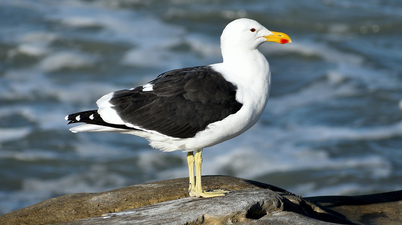 seagull  kelp gull  south africa free photo