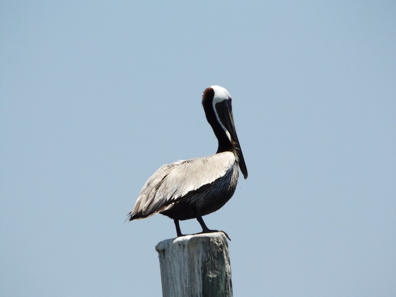 seagull  ave  bird free photo