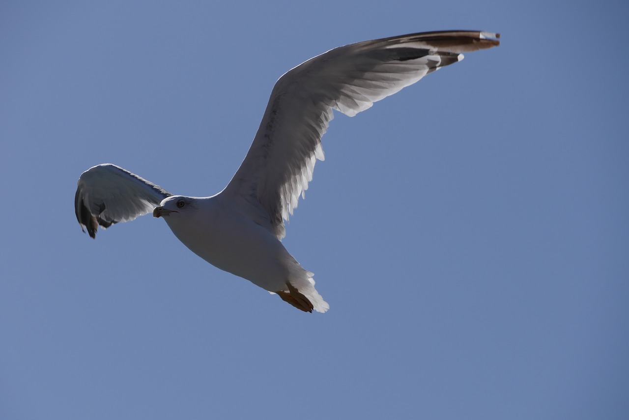 seagull  blue  sky free photo