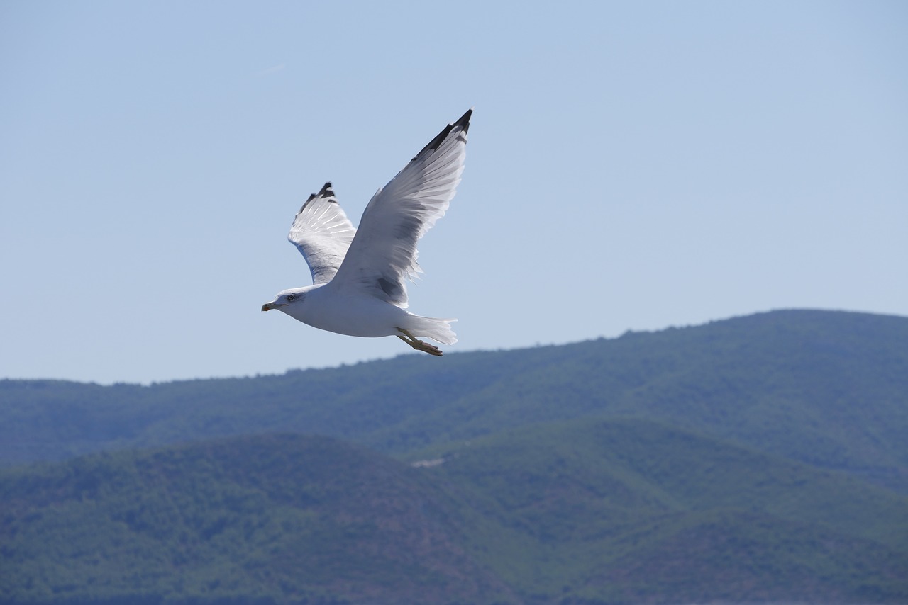 seagull  hill  sky free photo