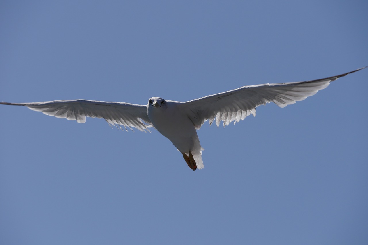 seagull  blue  sky free photo
