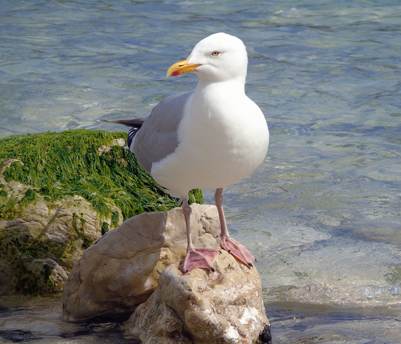 seagull  bird  gull free photo