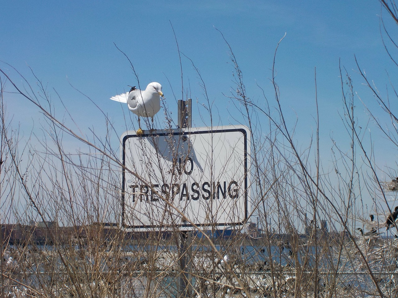 seagull sign no trespassing free photo