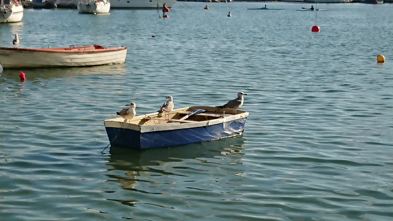 seagull  marine  boat free photo