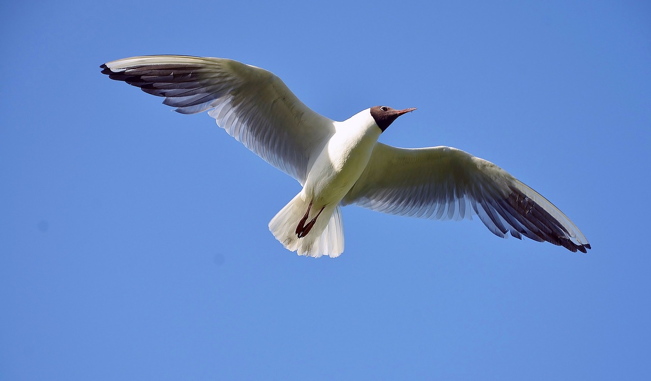 seagull sea gull free photo