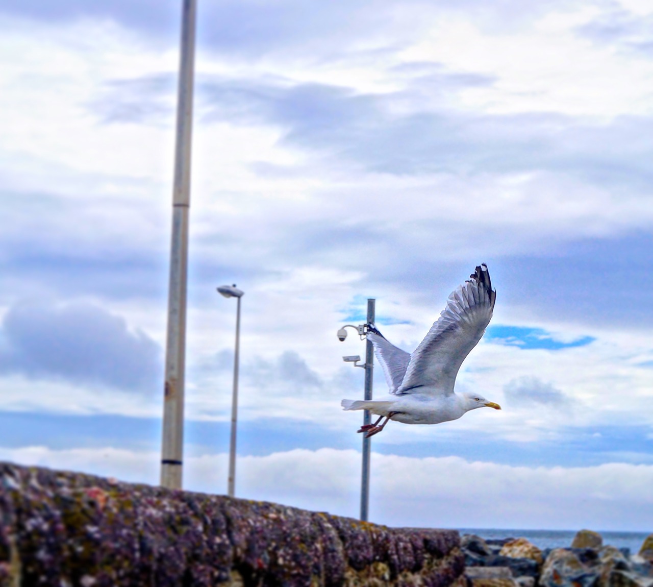 seagull  ireland  sea free photo