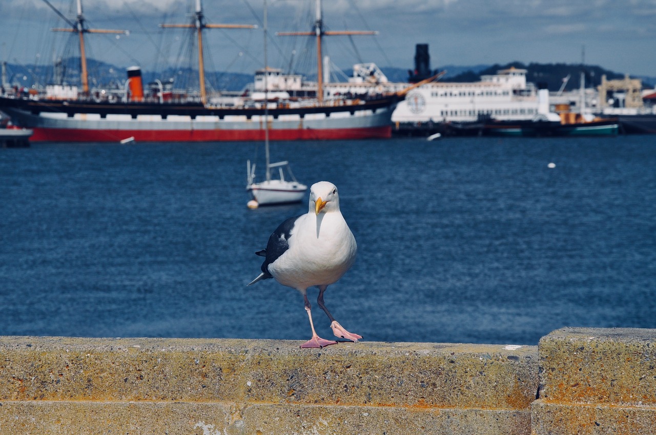 seagull  bird  port free photo