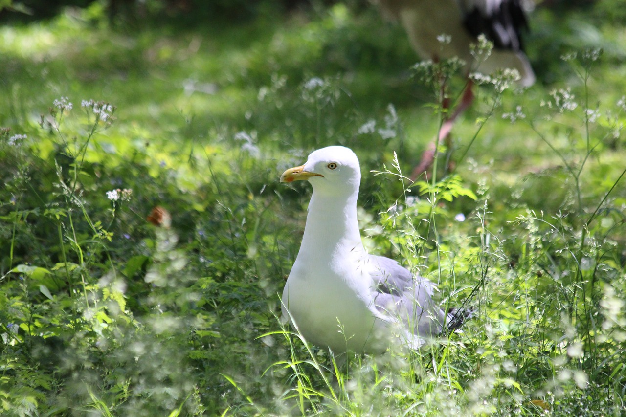 seagull  herring gull  larus argentatus free photo