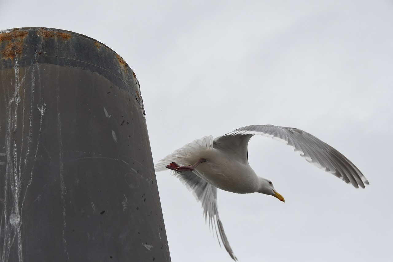 seagull  bird  flight free photo