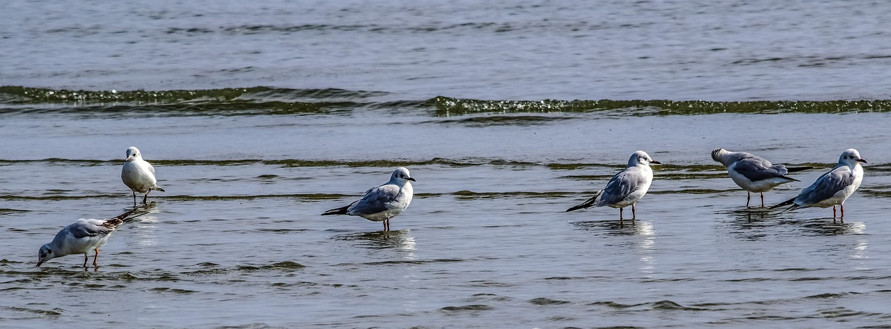 seagull  beach  water free photo