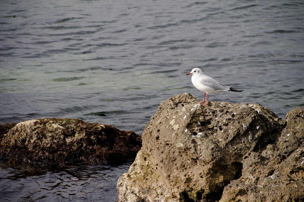 seagull  black sea  gulls free photo