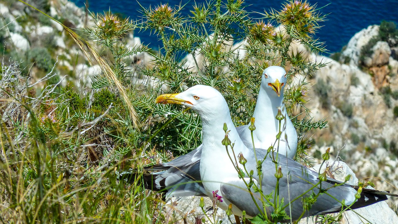 seagull  ave  nest free photo