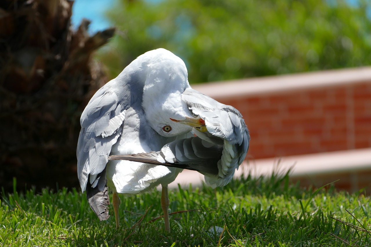 seagull  bird  water bird free photo