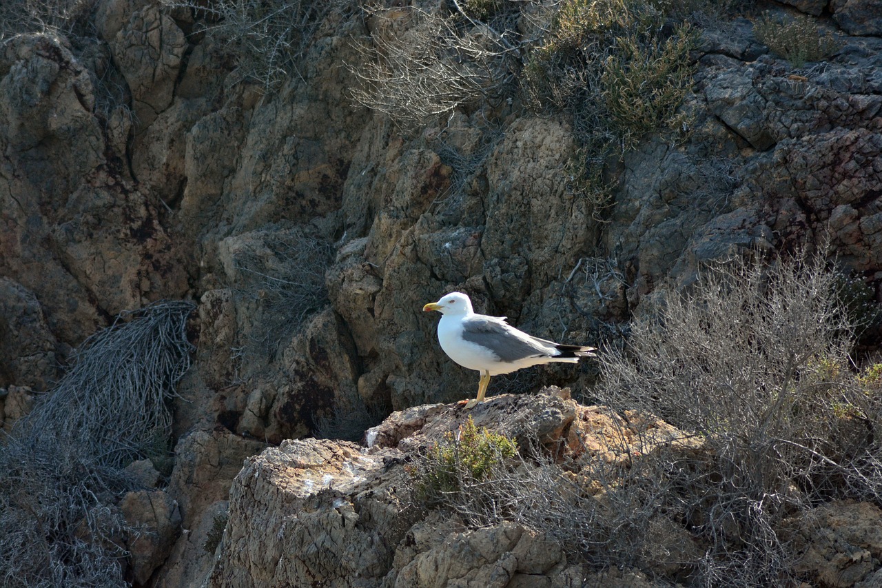 seagull  birds  nature free photo