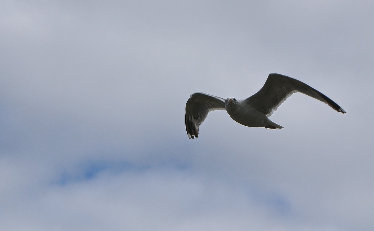 seagull  flight  sea free photo
