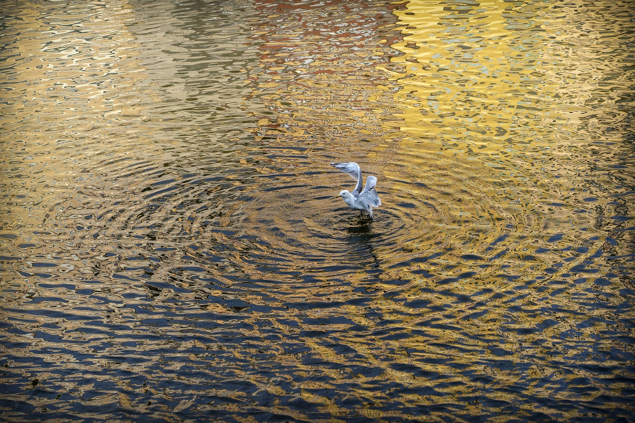 seagull  gavina  bird free photo